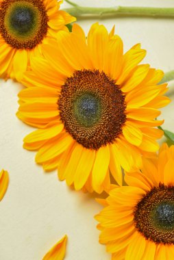 Işık arka planında güzel ayçiçekleri