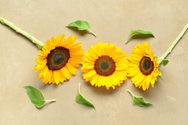 Kahverengi arka planda güzel ayçiçekleri ve yapraklar