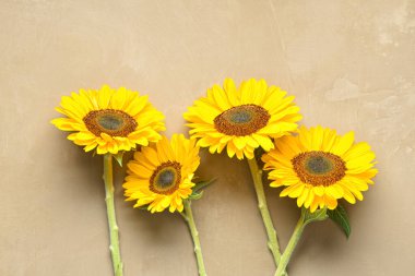 Kahverengi arka planda güzel ayçiçekleri