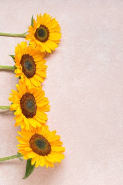 Beyaz arka planda güzel ayçiçekleri