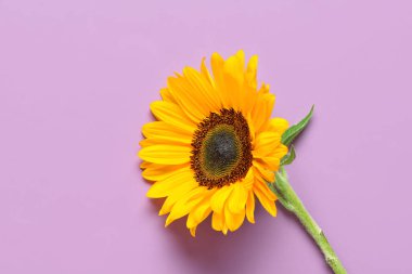 Mor arkaplanda güzel bir ayçiçeği
