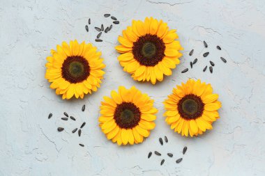 Güzelim ayçiçekleri ve tohumlar grunge açık mavi arka planda