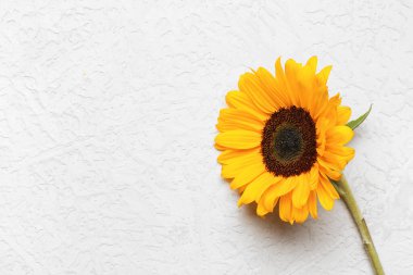 Grunge beyaz arka planda güzel ayçiçeği