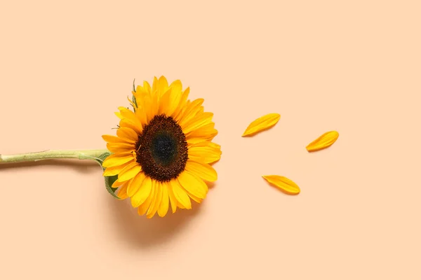 Beautiful Sunflower Petals Orange Background — Stock Photo, Image