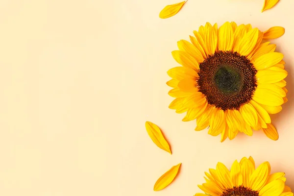 Beautiful Sunflowers Petals Orange Background — Stock Photo, Image