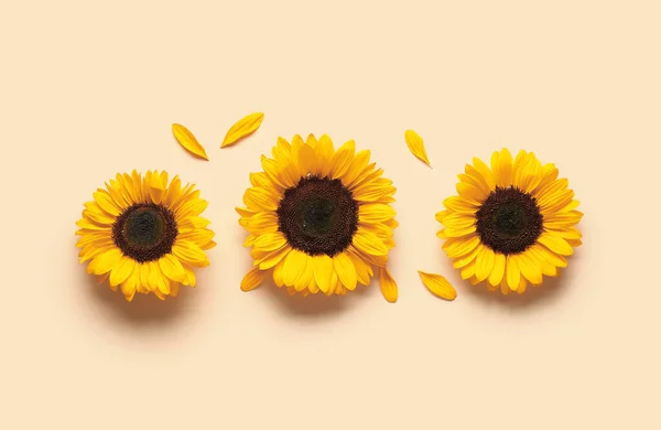Schöne Sonnenblumen Und Blütenblätter Auf Orangem Hintergrund — Stockfoto