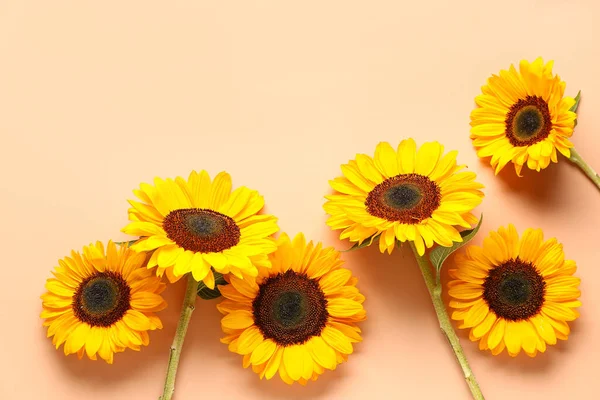 Beautiful Sunflowers Orange Background — Stock Photo, Image