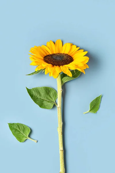 Piękne Słonecznika Niebieskim Tle — Zdjęcie stockowe