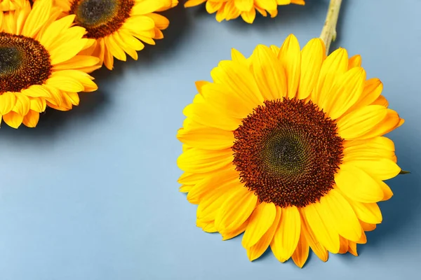 Schöne Sonnenblumen Auf Blauem Hintergrund — Stockfoto