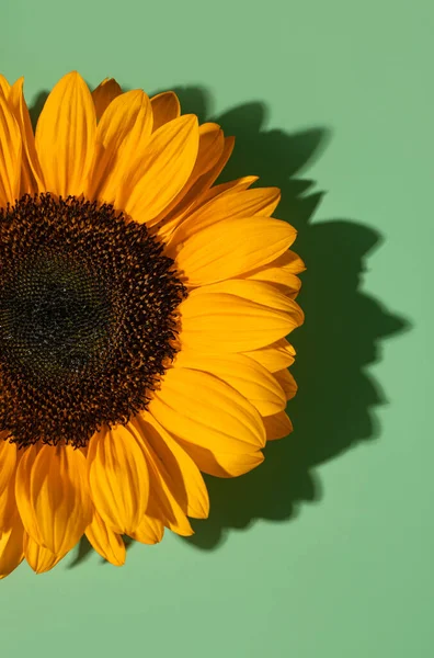 Beautiful Sunflower Green Background — Stock Photo, Image