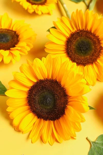 Beautiful Sunflowers Yellow Background — Fotografia de Stock