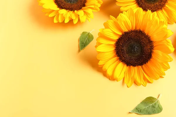 Schöne Sonnenblumen Und Blätter Auf Gelbem Hintergrund — Stockfoto