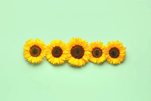 Beautiful Sunflowers Green Background — стоковое фото