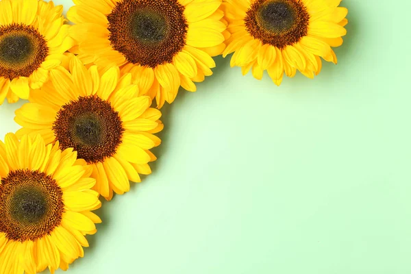 Beautiful Sunflowers Green Background — Foto de Stock