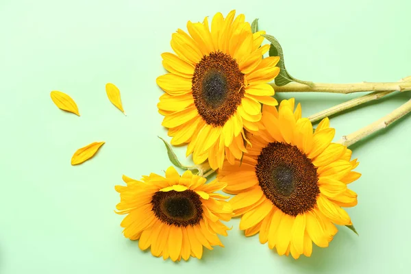 Piękne Słoneczniki Płatki Zielonym Tle — Zdjęcie stockowe