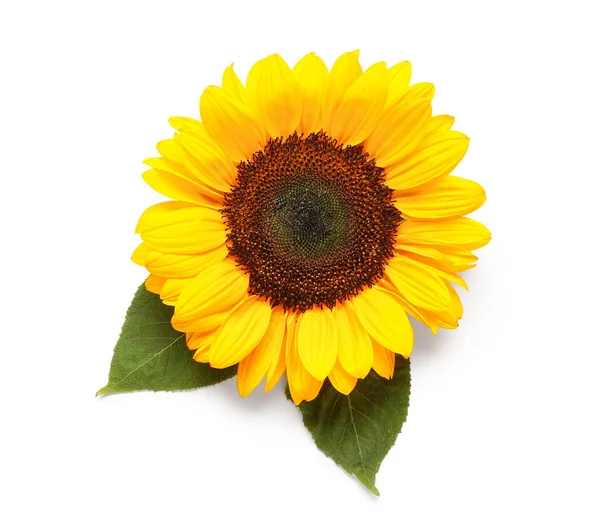 Bunga Matahari Yang Indah Dan Daun Latar Belakang Putih — Stok Foto