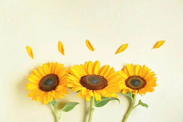 Piękne Słoneczniki Płatki Jasnym Tle — Zdjęcie stockowe