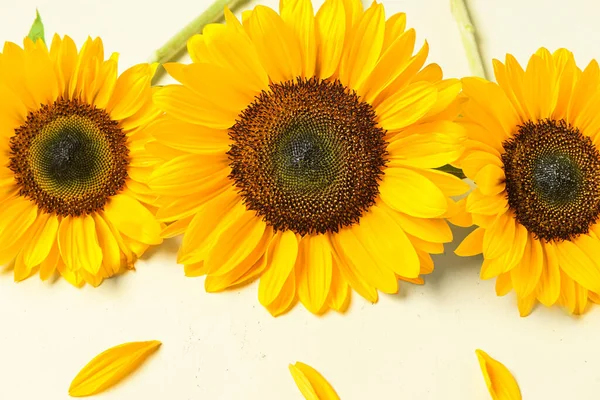 Красиві Соняшники Пелюстки Світлому Фоні — стокове фото