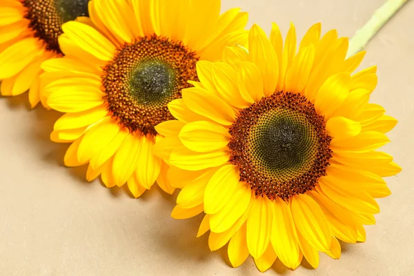 Schöne Sonnenblumen Auf Braunem Hintergrund — Stockfoto