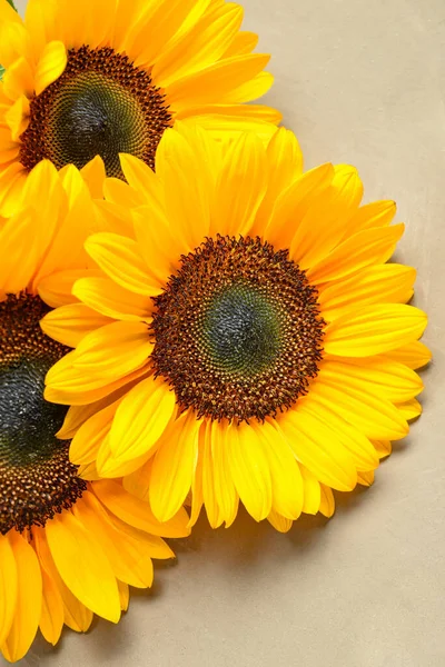 Schöne Sonnenblumen Auf Braunem Hintergrund — Stockfoto