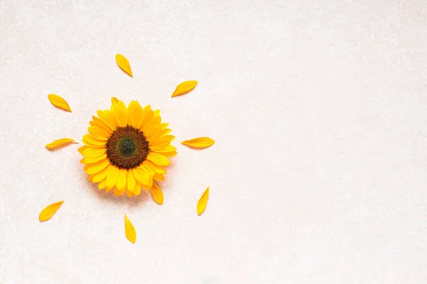 Beautiful Sunflower Petals White Background — Stock Photo, Image