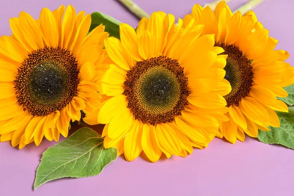 Schöne Sonnenblumen Auf Violettem Hintergrund — Stockfoto
