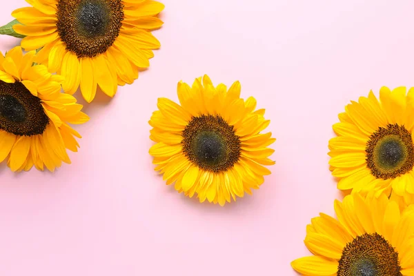 Beautiful Sunflowers Pink Background — Stock Photo, Image