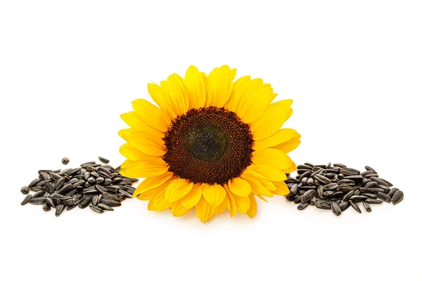 stock image Beautiful sunflower and seeds on white background