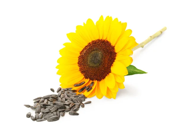 stock image Beautiful sunflower and seeds on white background