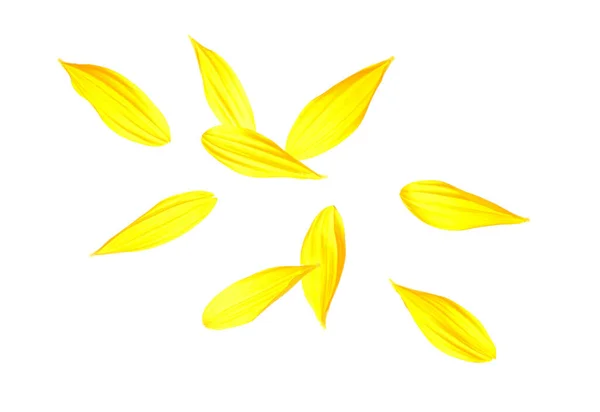 Fliegende Sonnenblumenblätter Auf Weißem Hintergrund — Stockfoto