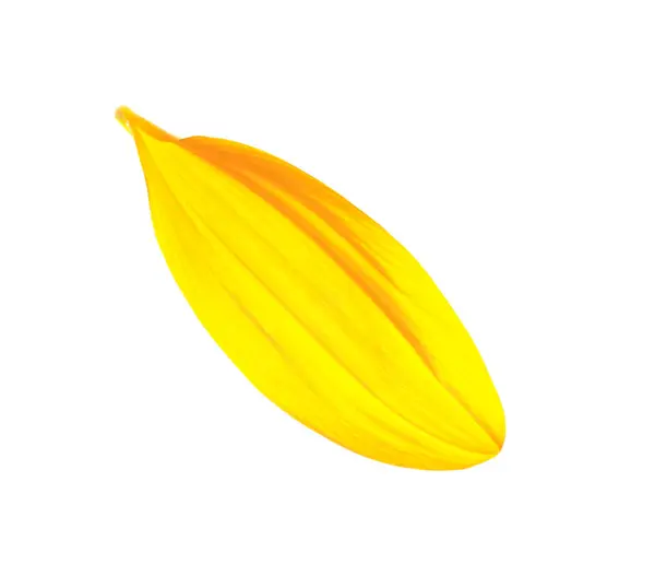 Flying Sunflower Petal White Background — Stock Photo, Image