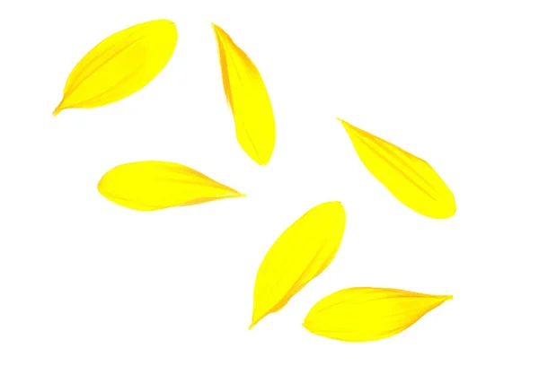 Vliegende Zonnebloemblaadjes Witte Achtergrond — Stockfoto