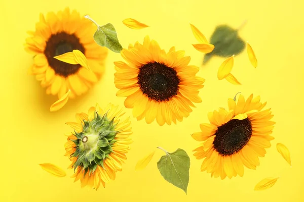 Latające Słoneczniki Płatki Liście Żółtym Tle — Zdjęcie stockowe