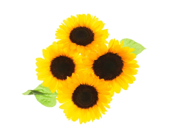 Flying Sunflowers White Background — Stock Photo, Image