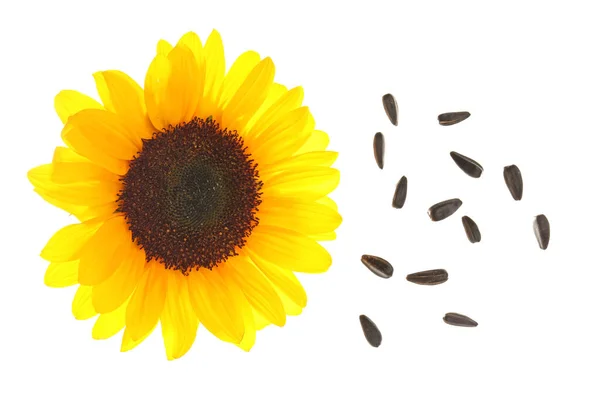 stock image Flying sunflower and seeds on white background