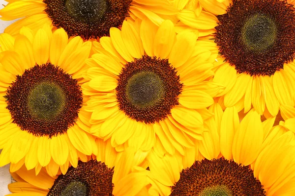 Textur Schöner Sonnenblumen Als Hintergrund — Stockfoto