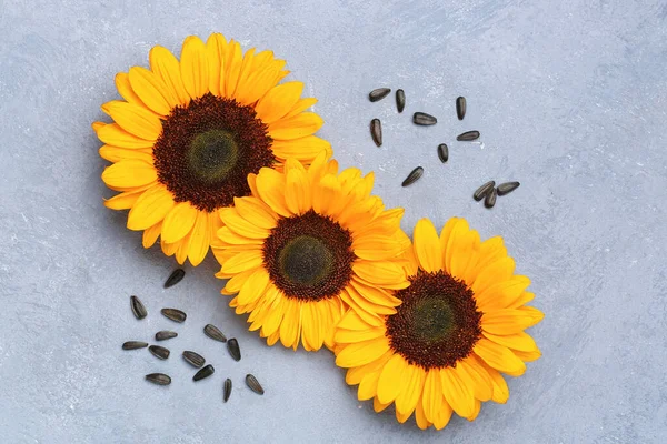 Beautiful Sunflowers Seeds Grunge Blue Background — Stock Photo, Image