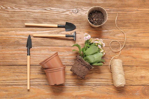 Different Gardening Tools Plant Wooden Background — Stock Photo, Image
