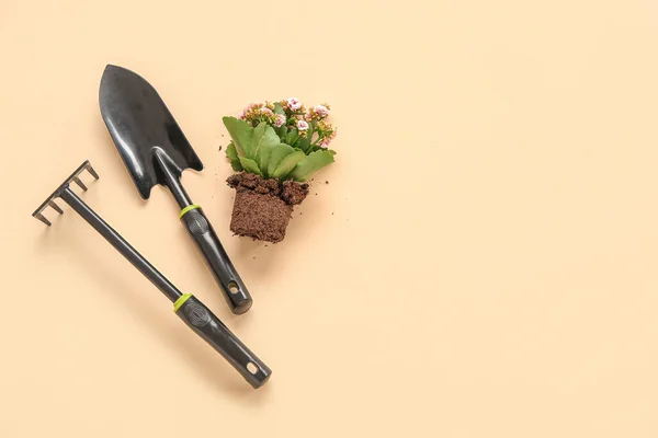 Plant Soil Gardening Tools Beige Background — Stock Photo, Image