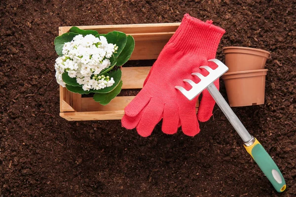 Wooden Box Gloves Pots Plant Garden — Stock Photo, Image