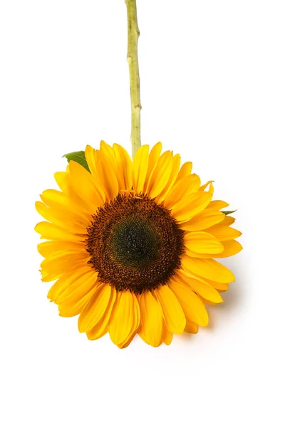 Beautiful Sunflower White Background — Stock Photo, Image