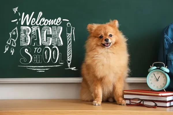 Pomeranian dog with school supplies, alarm clock and text BACK TO SCHOOL
