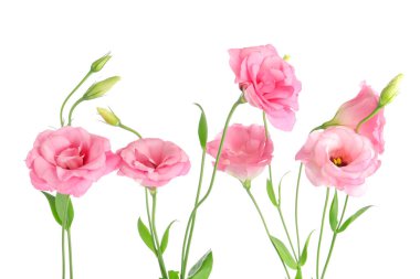 Beyaz arka planda güzel pembe Eustoma çiçekleri