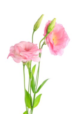 Beyaz arka planda güzel pembe Eustoma çiçekleri