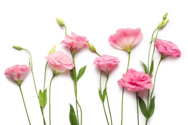 Beyaz arka planda güzel pembe Eustoma çiçekleri