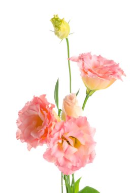 Beyaz arka planda güzel pembe Eustoma çiçekleri