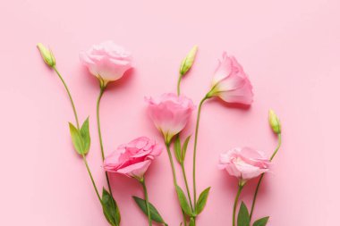 Renkli arkaplanda güzel pembe Eustoma çiçekleri