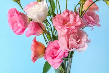 Mavi arka planda güzel pembe Eustoma çiçekleri olan cam vazo, yakın plan.