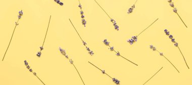 Açık sarı arkaplanda güzel lavanta çiçekleri