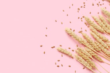 Pembe arka planda buğday kulakları ve tahıllar